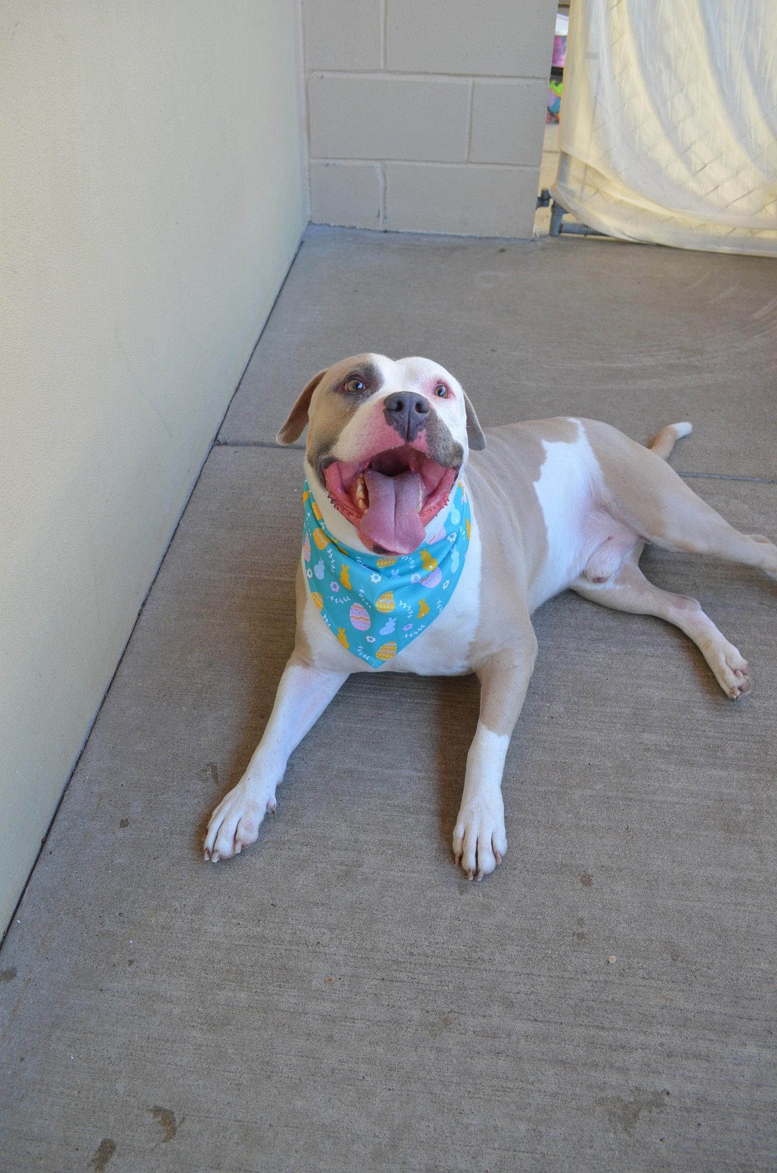 Eggbert, a Adoptable Mixed Breed in McKinney, TX image 3/3