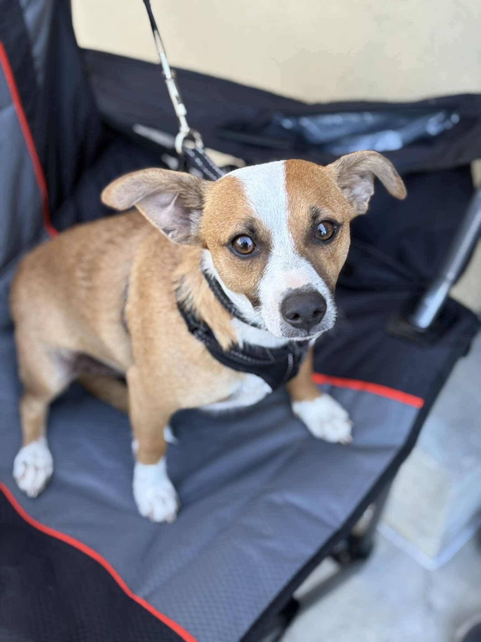 Charlie, Adoptable, Young Male Terrier & Corgi.