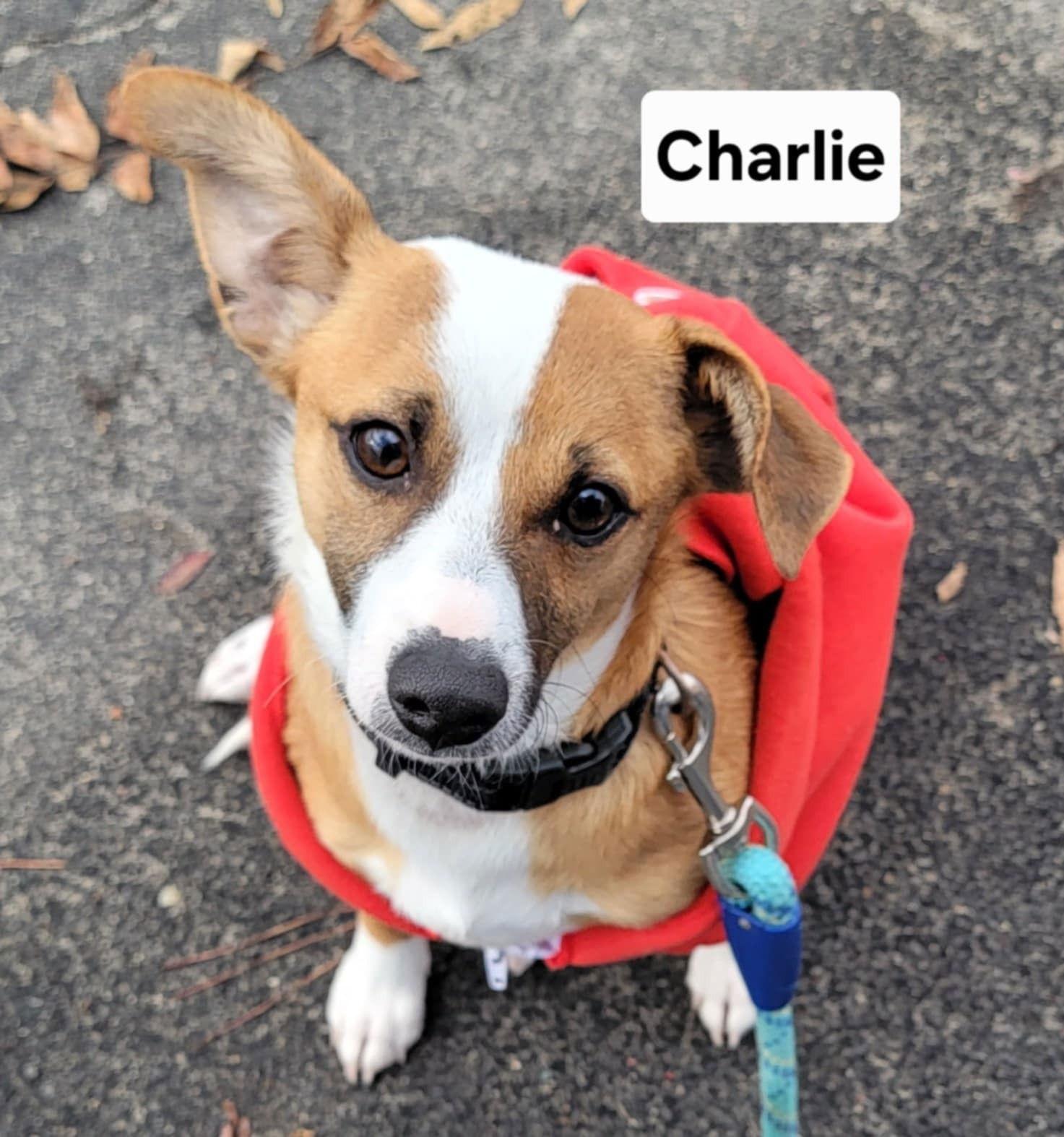 Enlarge Charlie, a Adoptable mixed breed in Visalia, CA image 2/3