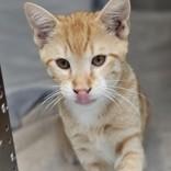 Enlarge Rango, a Adoptable Domestic Short Hair in Santa Cruz, CA image 3/3