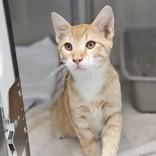 Enlarge Rango, a Adoptable Domestic Short Hair in Santa Cruz, CA image 1/3
