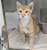 Enlarge Rango, a Adoptable Domestic Short Hair in Santa Cruz, CA image 2/3