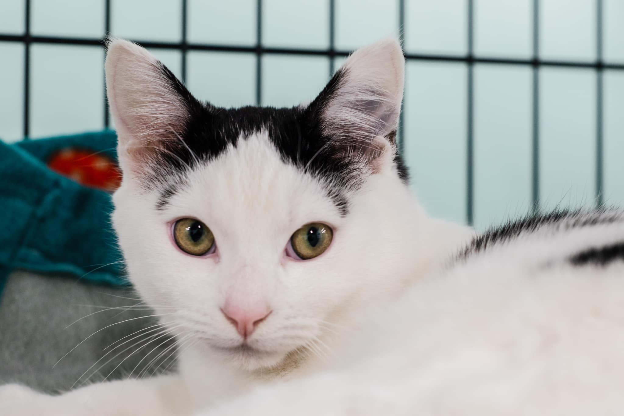 Enlarge Grayson, a Adopted Domestic Short Hair in Caribou, ME image 1/1