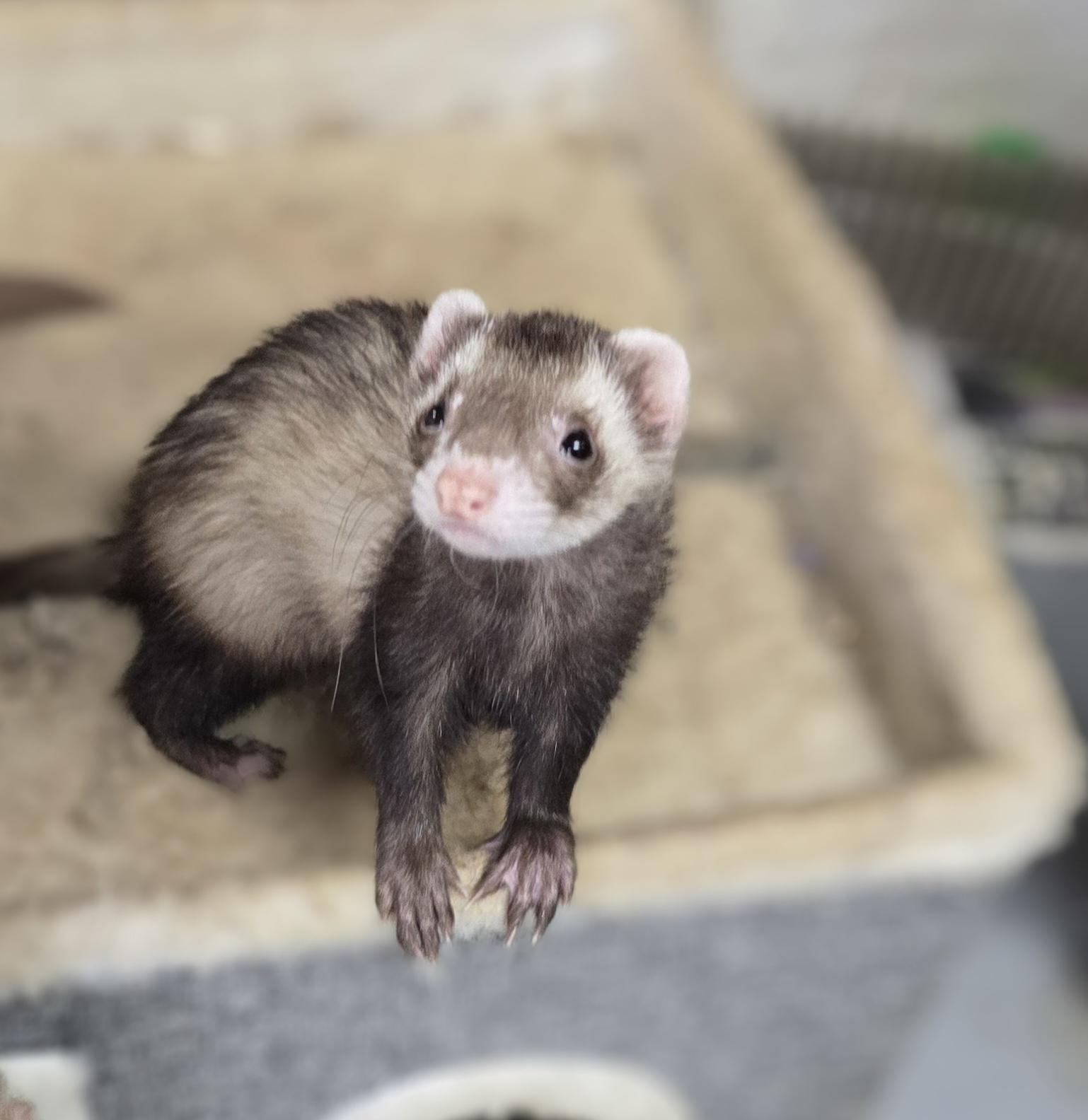 Enlarge Simba and Nala, a ADOPTABLE Ferret in Randolph, NJ image 2/4