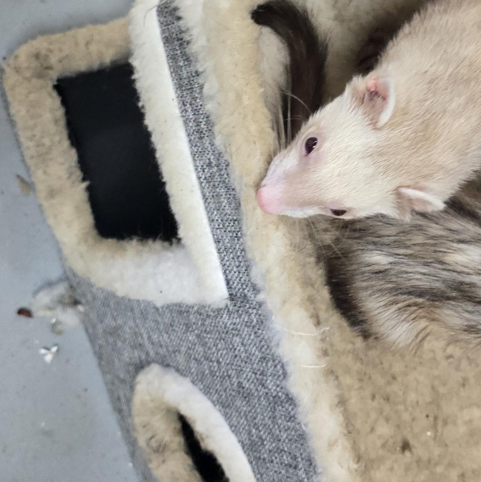 Enlarge Simba and Nala, a ADOPTABLE Ferret in Randolph, NJ image 3/4