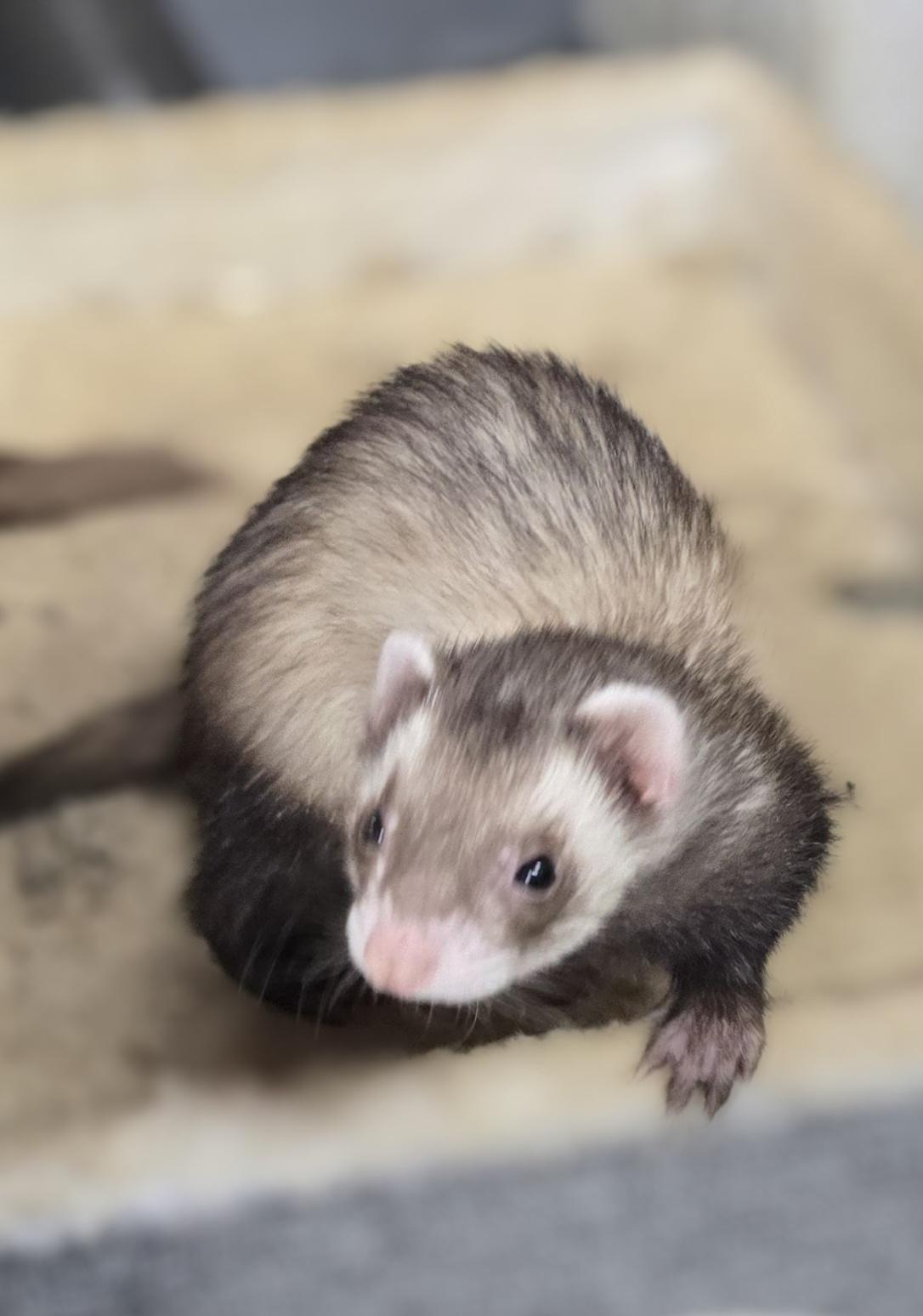 Enlarge Simba and Nala, a ADOPTABLE Ferret in Randolph, NJ image 4/4