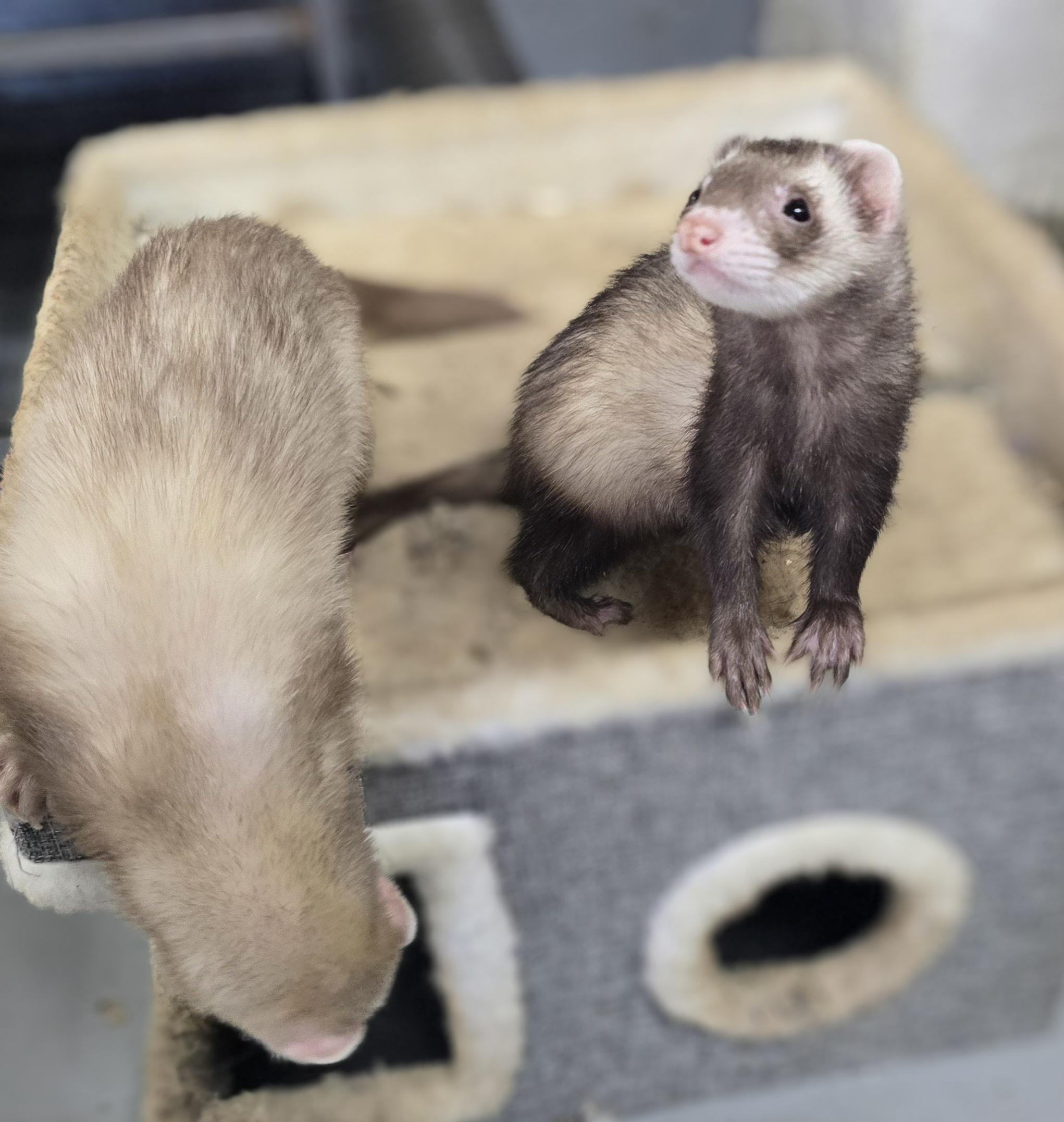 Simba and Nala, ADOPTABLE, Adult Female Ferret.