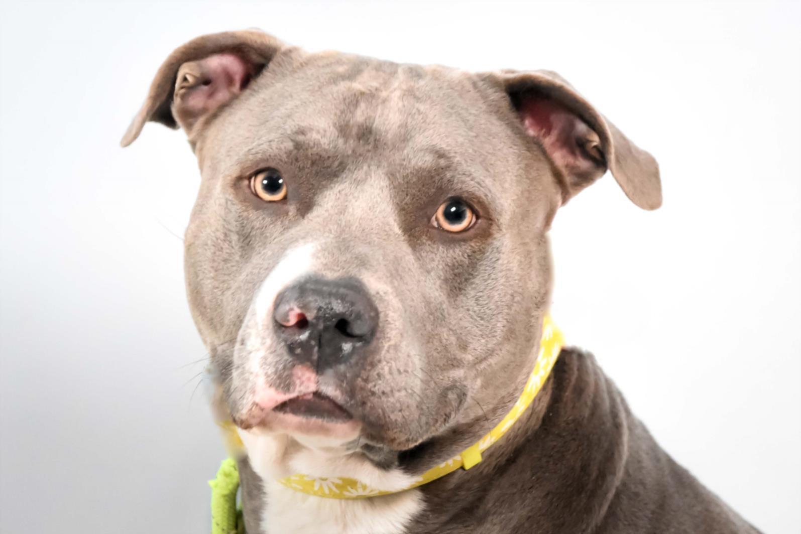 SUMMER, Adoptable, Adult Female Pit Bull Terrier.