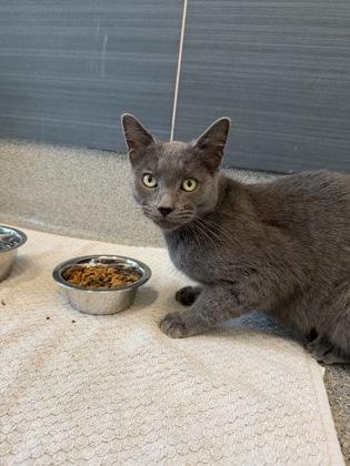 Enlarge Calliope, a Adopted mixed breed in Daphne, AL image 1/3