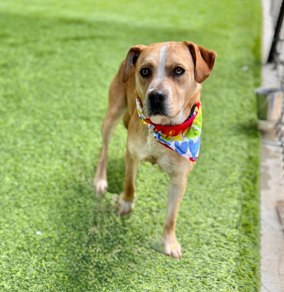 Enlarge General, a Adoptable mixed breed in Ellijay, GA image 1/1