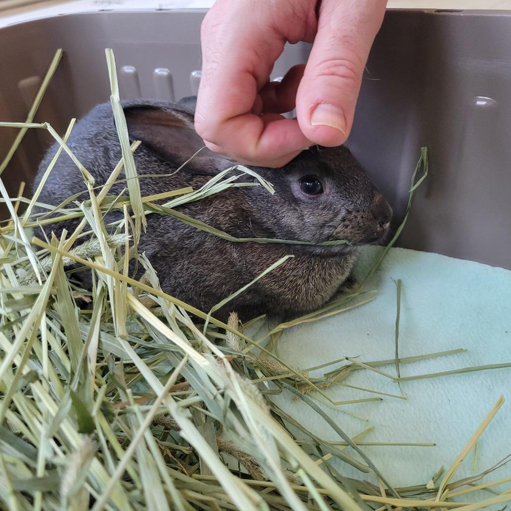 Zatanna, Adoptable, Young Female American.