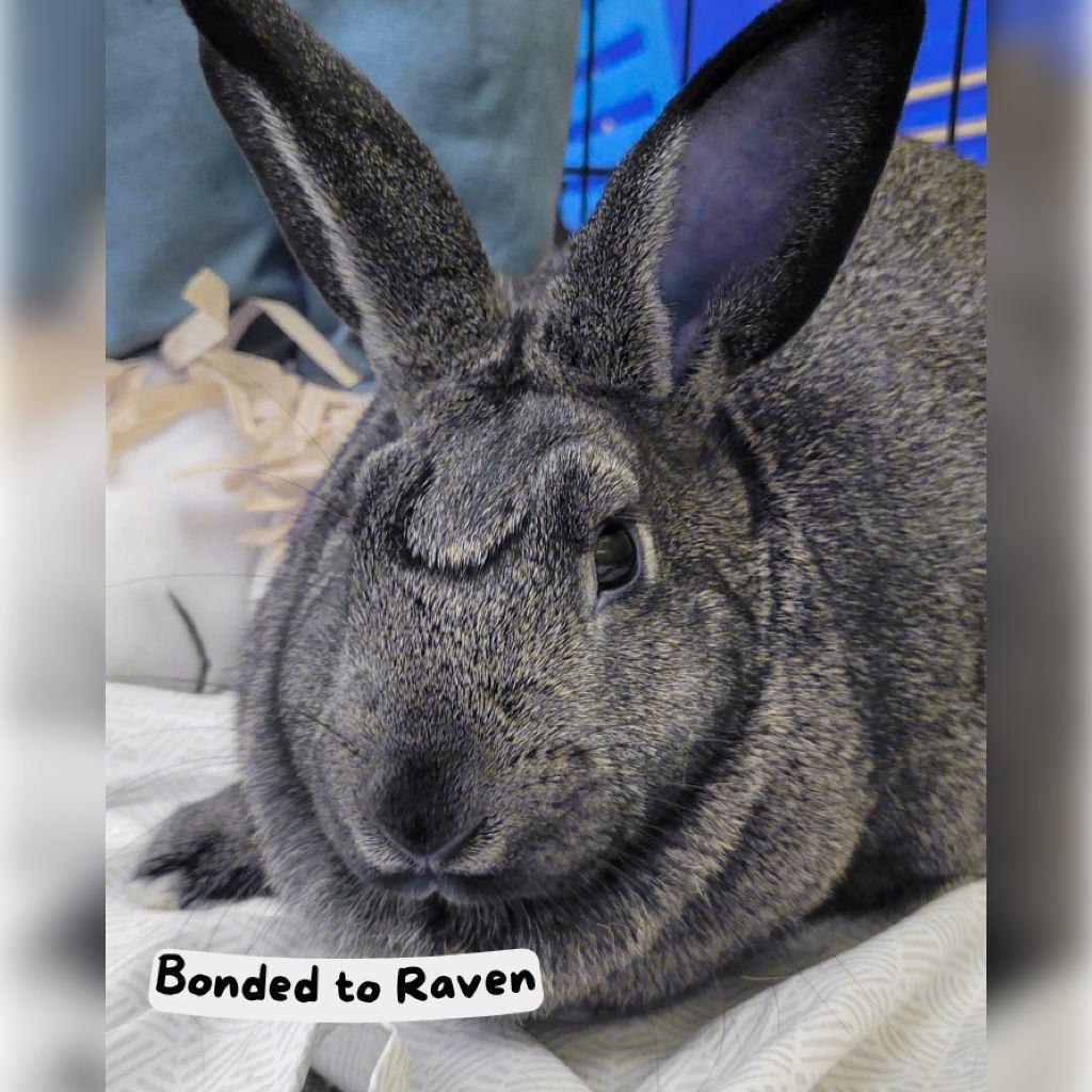 Enlarge Zatanna, a Adoptable American in The Woodlands, TX image 2/5