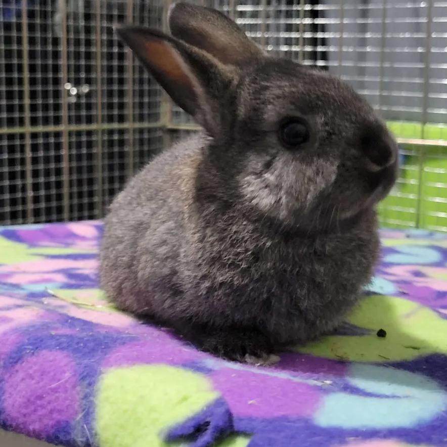 Enlarge Zatanna, a Adoptable American in The Woodlands, TX image 3/5