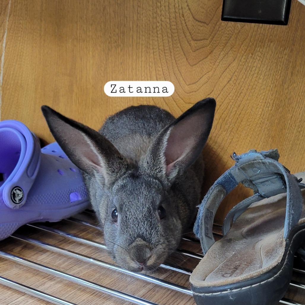 Zatanna, a Adoptable American in The Woodlands, TX image 5/5