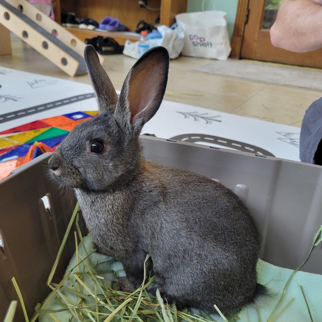 Enlarge Zatanna, a Adoptable American in The Woodlands, TX image 5/5