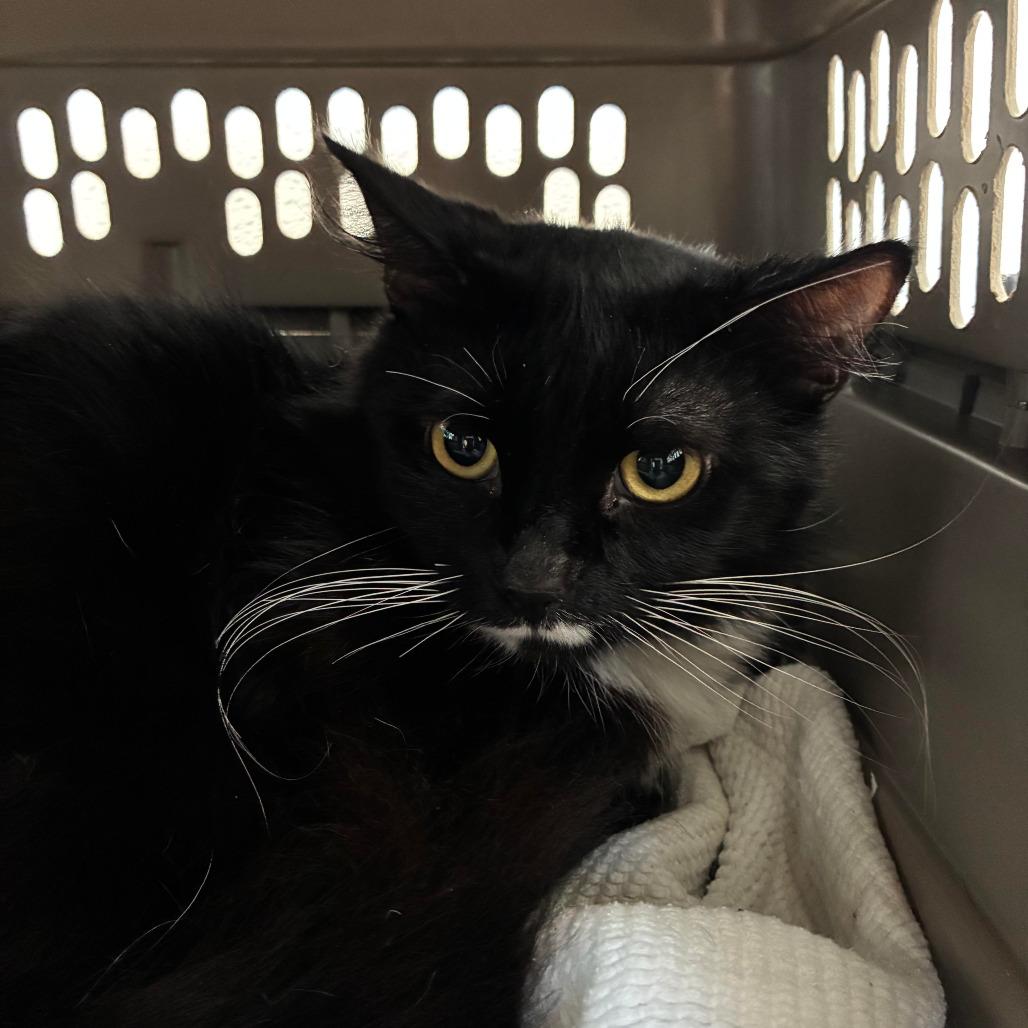 Enlarge Luke, a Adoptable Domestic Short Hair in St. Helena, CA image 1/1