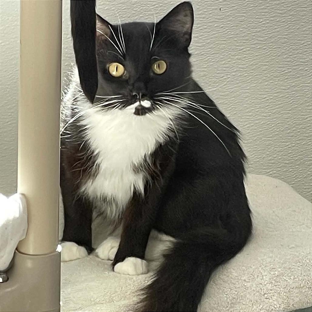 Enlarge Luke, a Adoptable Domestic Short Hair in St. Helena, CA image 2/2