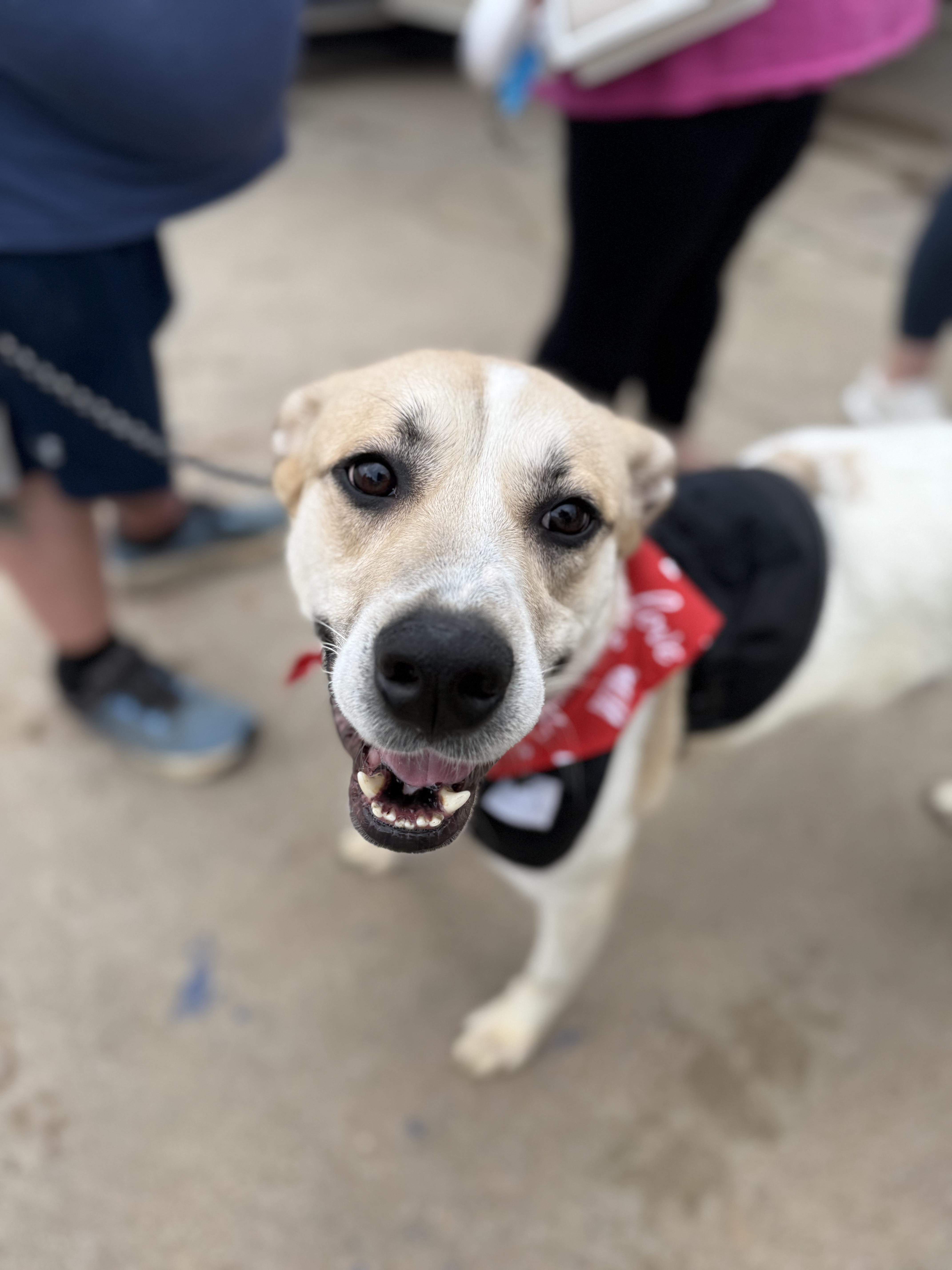 Enlarge Ron, a Adoptable mixed breed in Choctaw, OK image 1/6