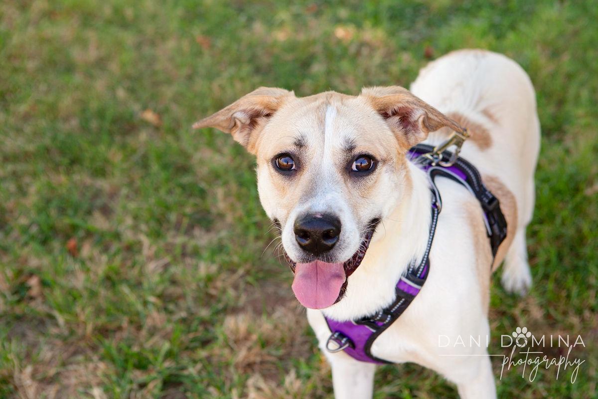 Enlarge Ron, a Adoptable mixed breed in Choctaw, OK image 2/5