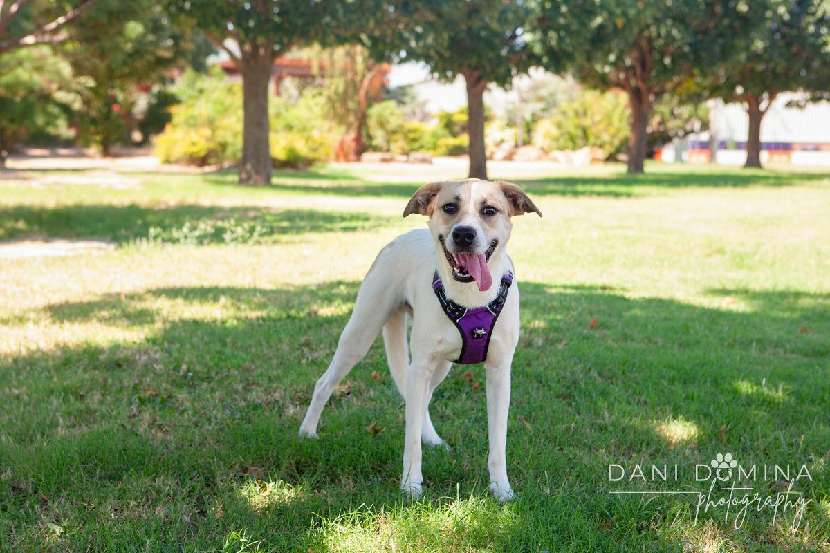 Enlarge Ron, a Adoptable mixed breed in Choctaw, OK image 1/5