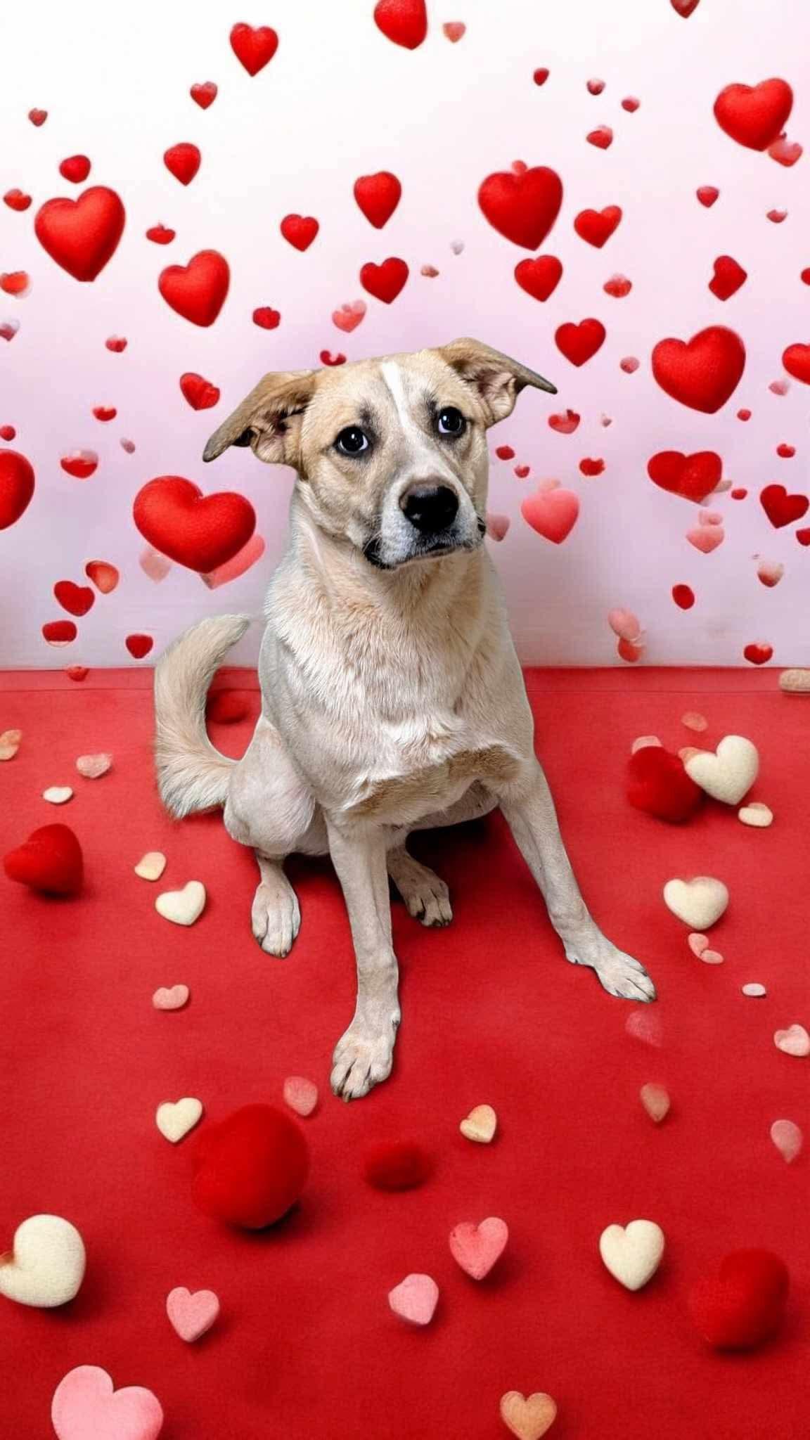 Enlarge Ron, a Adoptable mixed breed in Choctaw, OK image 3/5