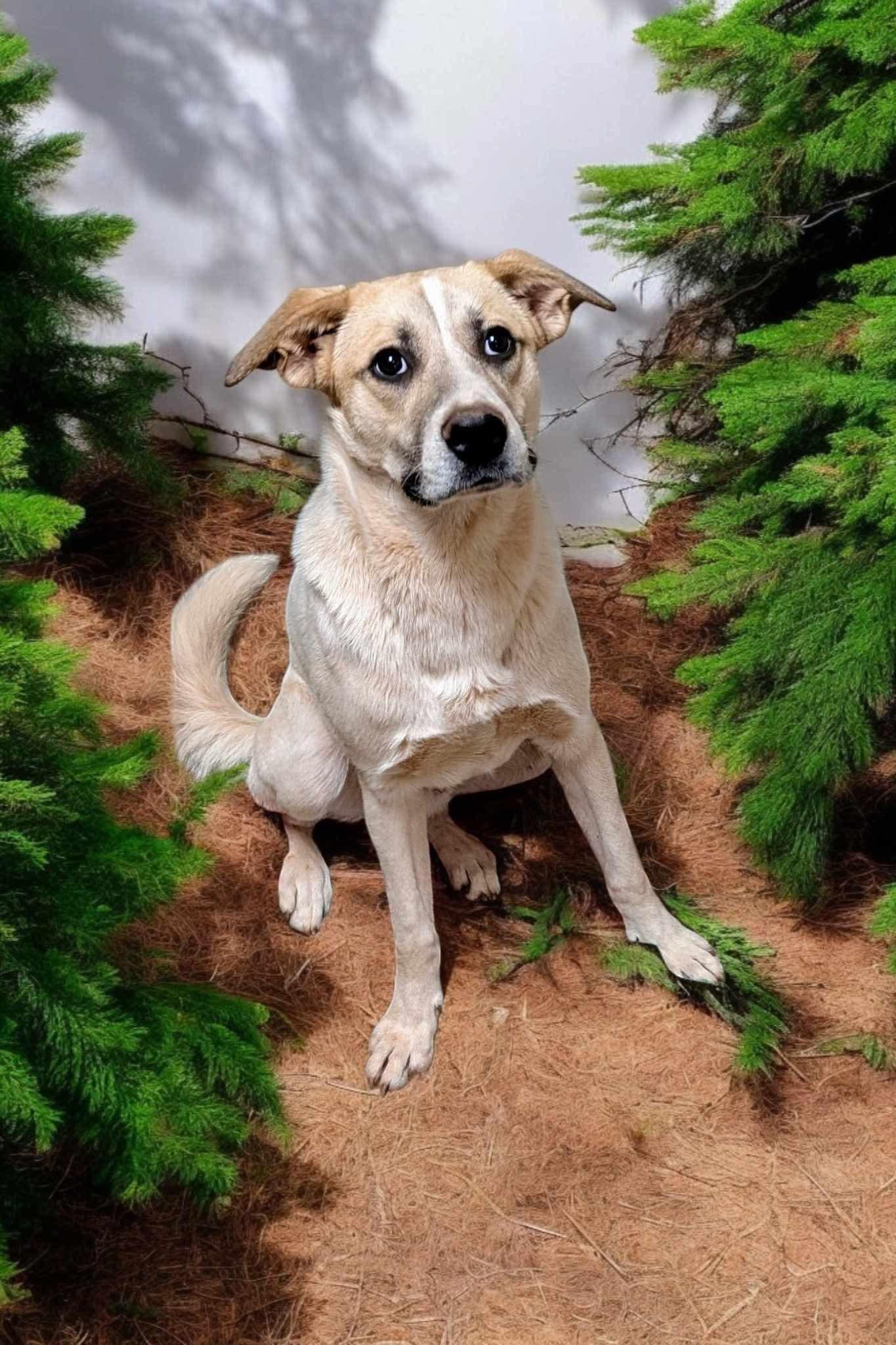 Enlarge Ron, a Adoptable mixed breed in Choctaw, OK image 5/5