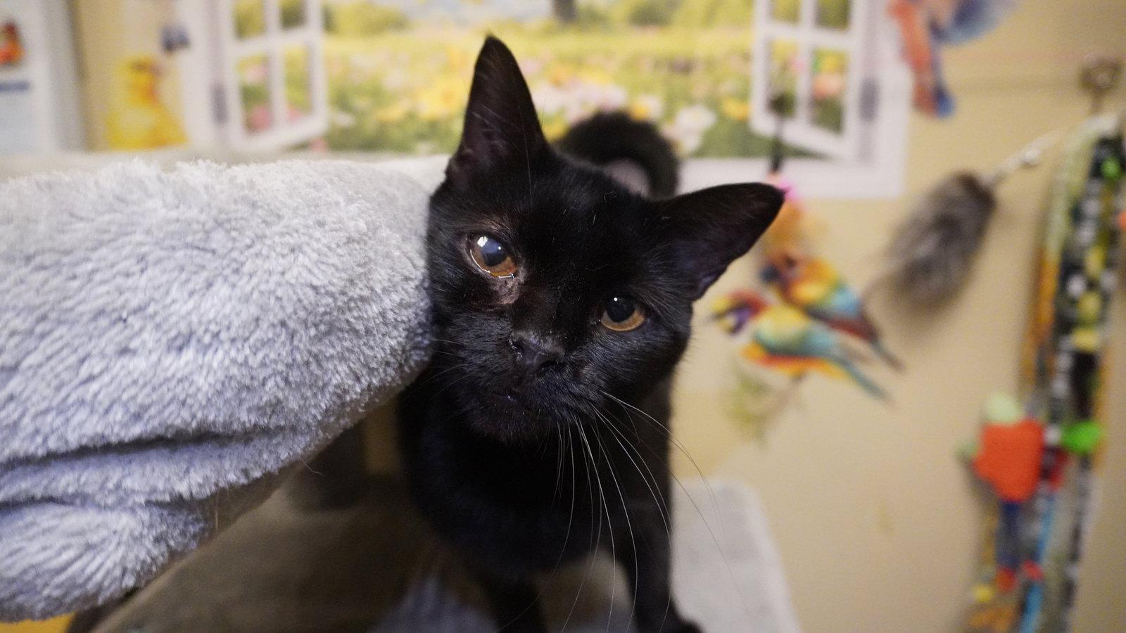 Enlarge Juanita, a Adoptable Domestic Short Hair in Herndon, VA image 1/3