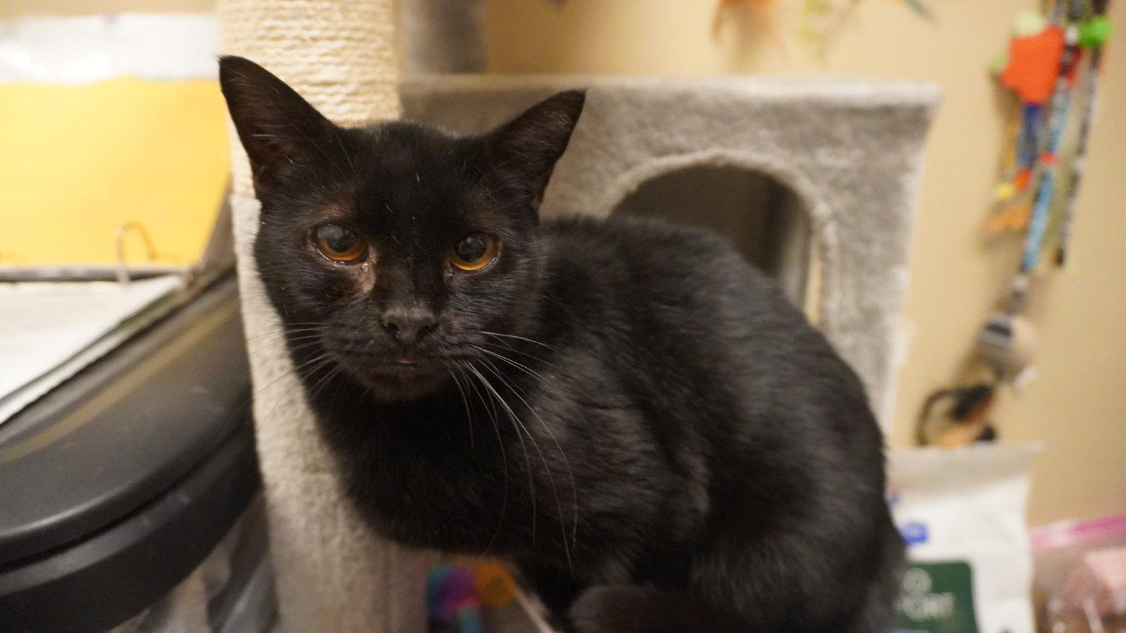 Enlarge Juanita, a Adoptable Domestic Short Hair in Herndon, VA image 2/3