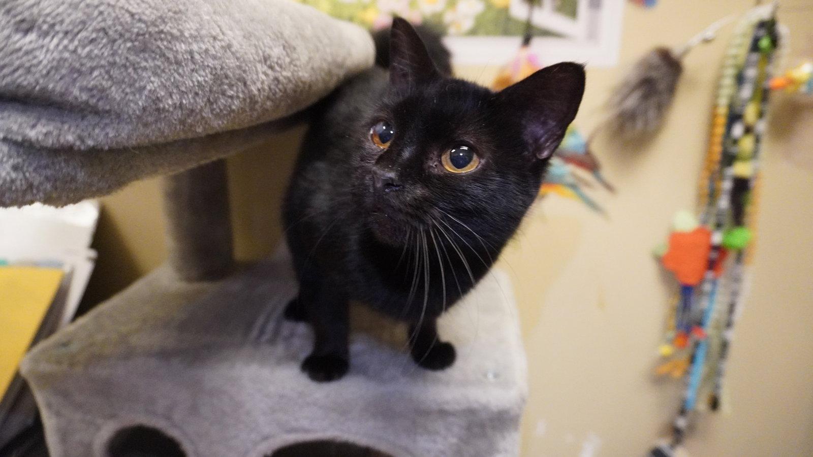 Enlarge Juanita, a Adoptable Domestic Short Hair in Herndon, VA image 3/3