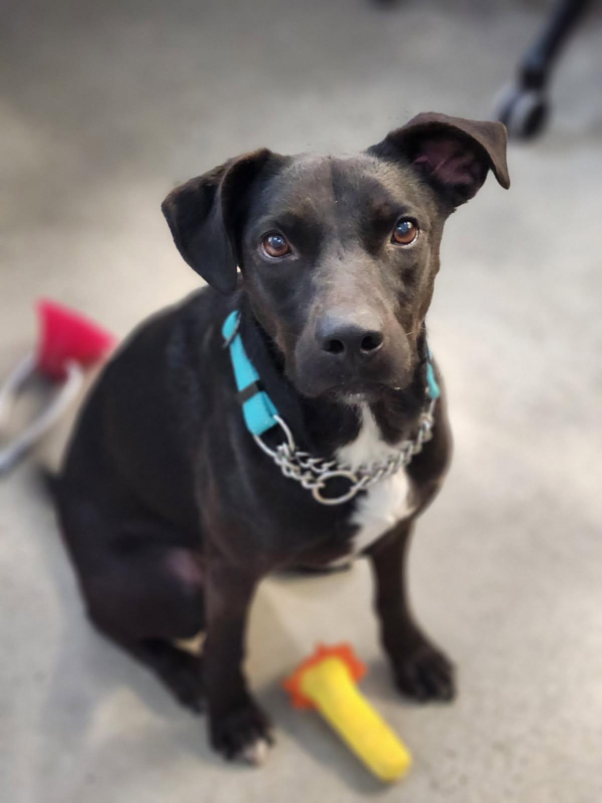 Stella