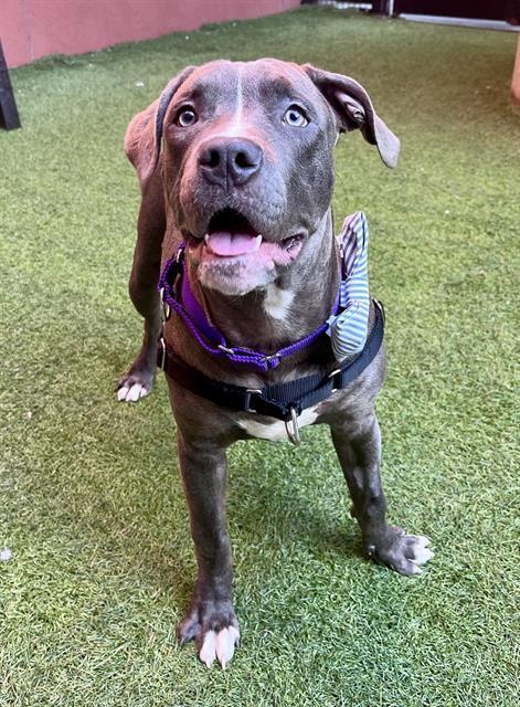 SHIMMY, Adoptable, Young Male Pit Bull Terrier.
