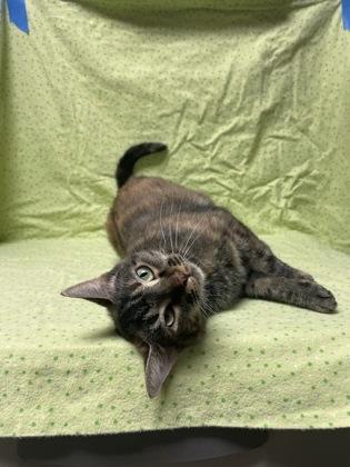 Rue, Adoptable, Adult Female Domestic Short Hair & Domestic Short Hair.