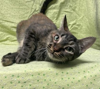 Enlarge Rue, a Adoptable mixed breed in Phoenix, AZ image 3/3