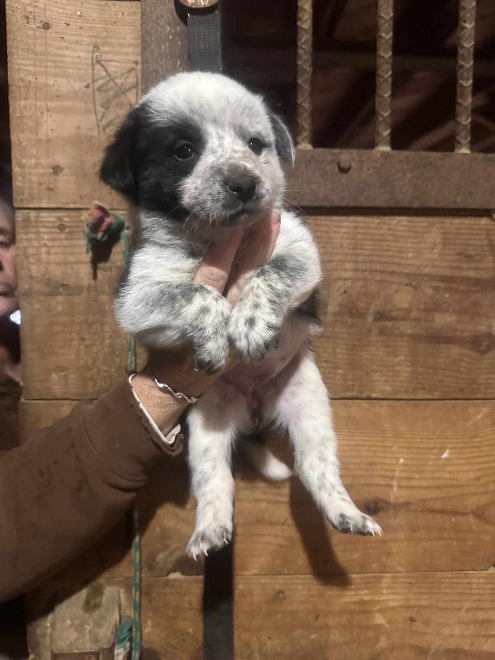 Enlarge Brenna, a Adoptable mixed breed in Mouth Of Wilson, VA image 1/1