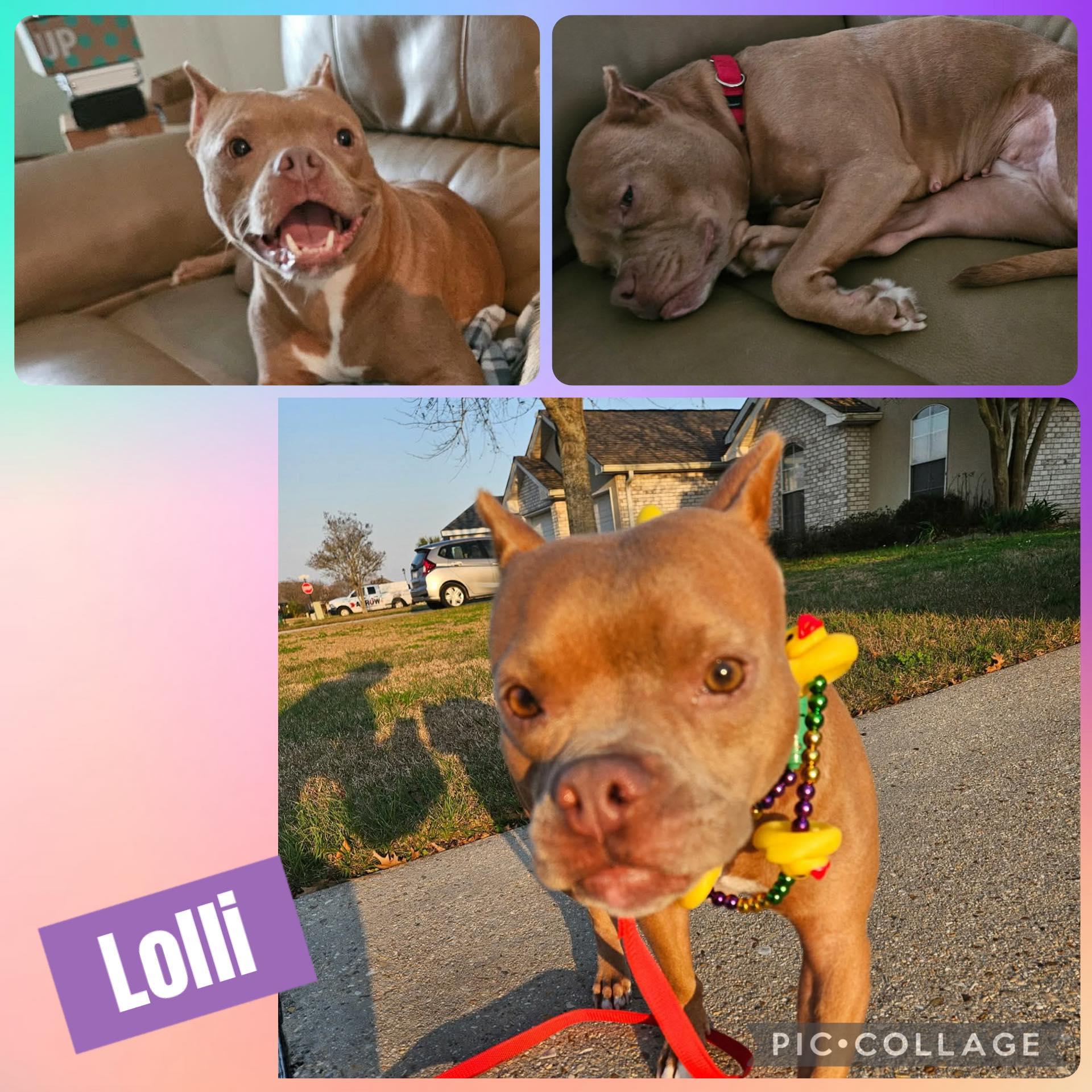 Lolli, ADOPTABLE, Adult Female Pit Bull Terrier.