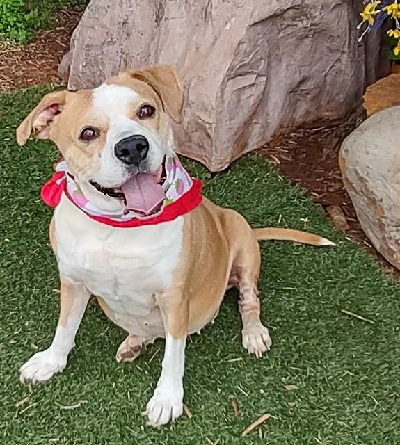 JOLENE, Adoptable, Adult Female Terrier & Mixed Breed.