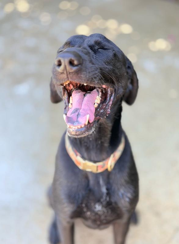 Theo, Adoptable, Adult Male Black Labrador Retriever & Mixed Breed.