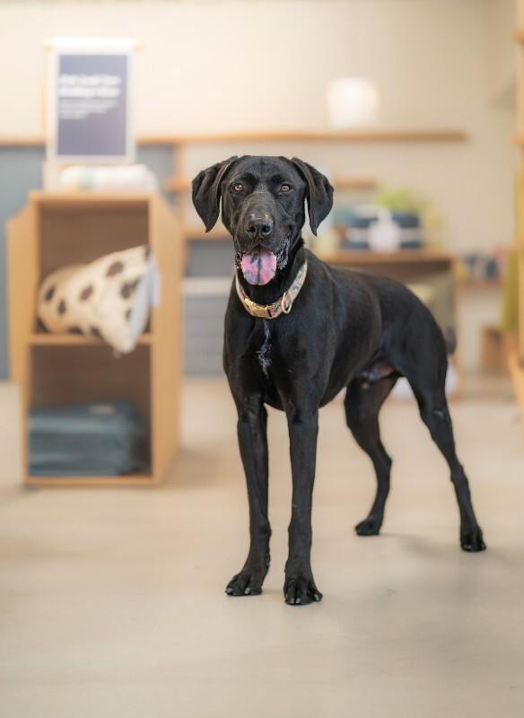 Enlarge Theo, a Adoptable mixed breed in Valley Village, CA image 2/6