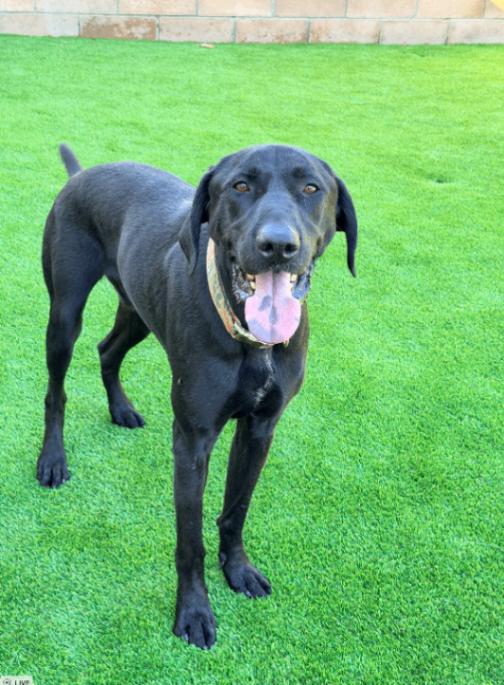 Theo, a Adoptable mixed breed in Valley Village, CA image 2/6