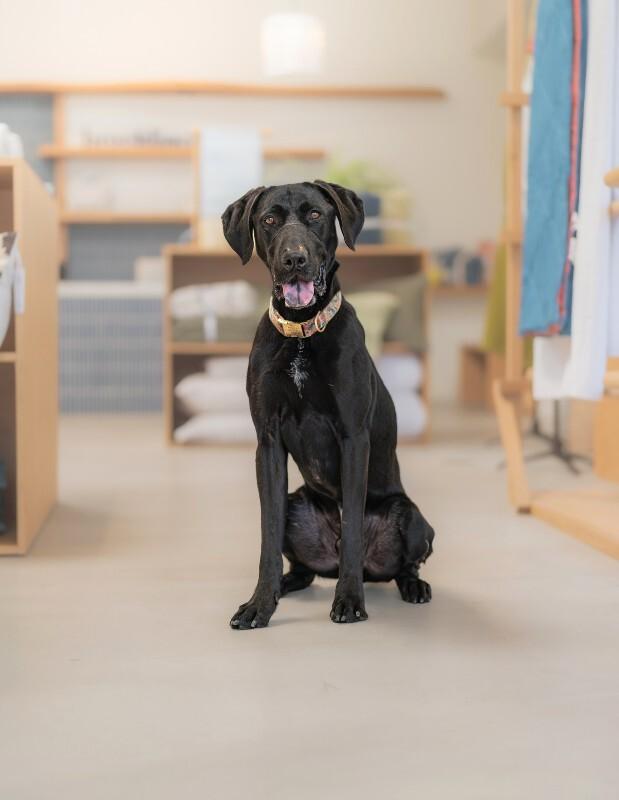Enlarge Theo, a Adoptable mixed breed in Valley Village, CA image 3/6