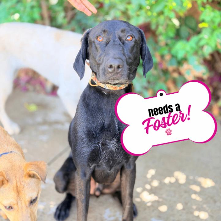 Theo, a Adoptable mixed breed in Valley Village, CA image 3/6
