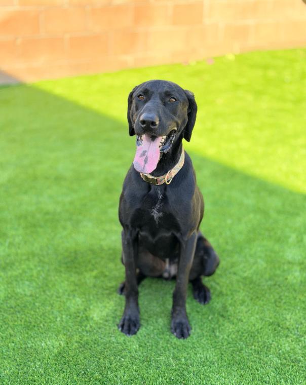 Theo, a Adoptable mixed breed in Valley Village, CA image 5/6