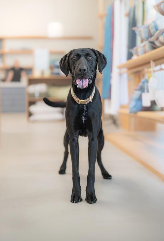 Enlarge Theo, a Adoptable mixed breed in Valley Village, CA image 6/6