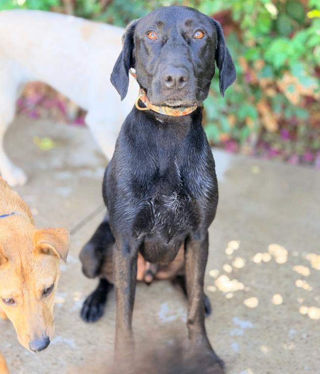 Theo, a Adoptable mixed breed in Valley Village, CA image 6/6
