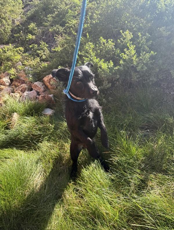 Ceviche, Adoptable, Adult Male Terrier.