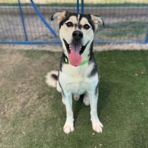 Pat Hall, Adoptable, Young Male Husky.