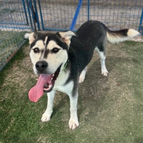 Pat Hall, a Adoptable mixed breed in Williston, VT image 2/6