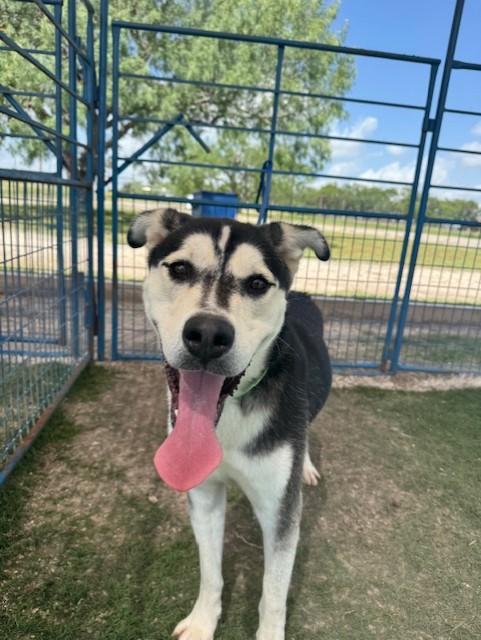 Pat Hall, a Adoptable mixed breed in Williston, VT image 4/6