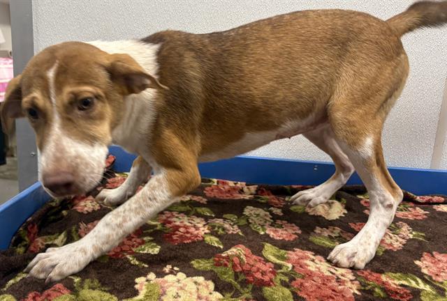 ROSELAND, Adoptable, Puppy Female Hound & Mixed Breed.