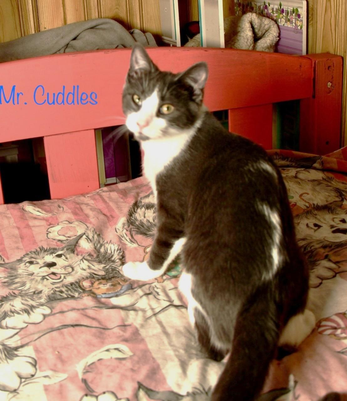 Mr. Cuddles photo 3